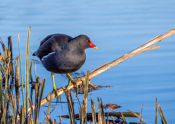 Common Moorhen - Gallinula chloropus, Upton Warren, December 2019