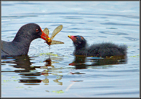 Moorhen with Chick, Upton Warren Moors, 08 August 2012