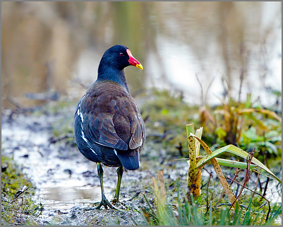 Moorhen (Gallinula chloropus), Upton Warren, December 2013