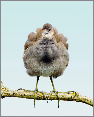 Juvenile Moorhen (Gallinula chloropus), Upton Warren NR, August 2014
