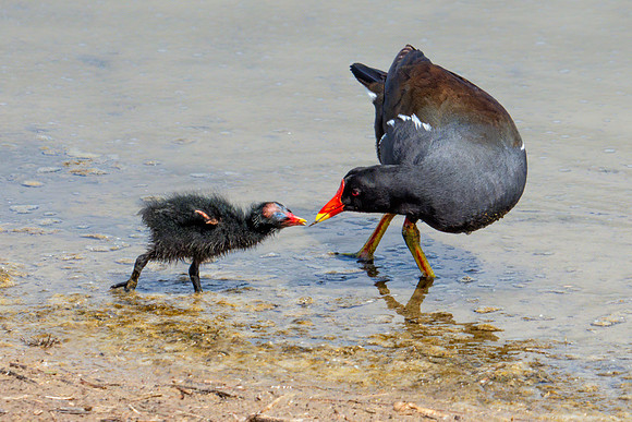 Common Moorhens - Gallinula chloropus, Upton Warren Flashes, April 2019
