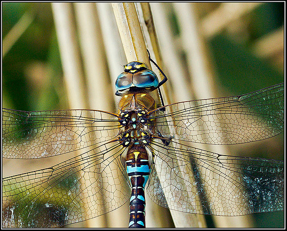 Migrant Hawker, Upton Warren Moors, 02 September 2011