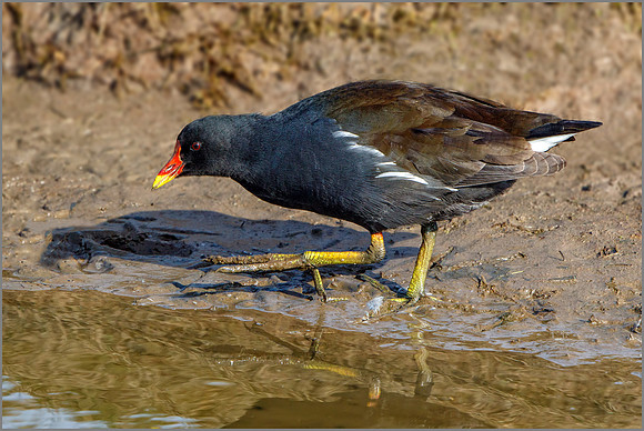 Common Moorhen (Gallinula chloropus), Upton Warren NR, March 2016