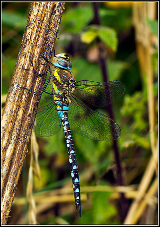 Migrant Hawker, Upton Warren Moors, 03 September 2011