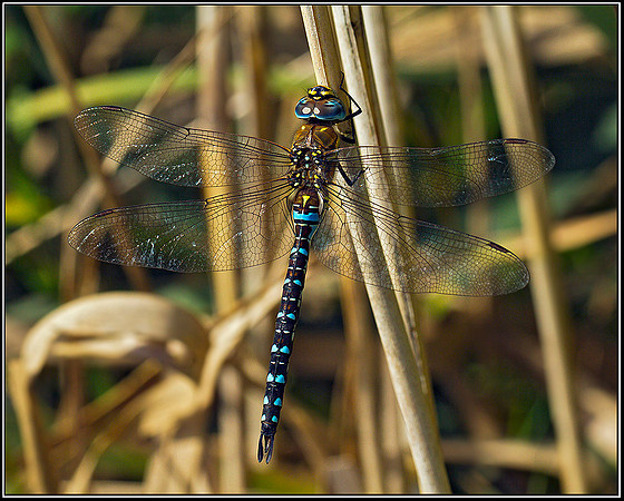 Migrant Hawker, Upton Warren Moors, 02 September 2011