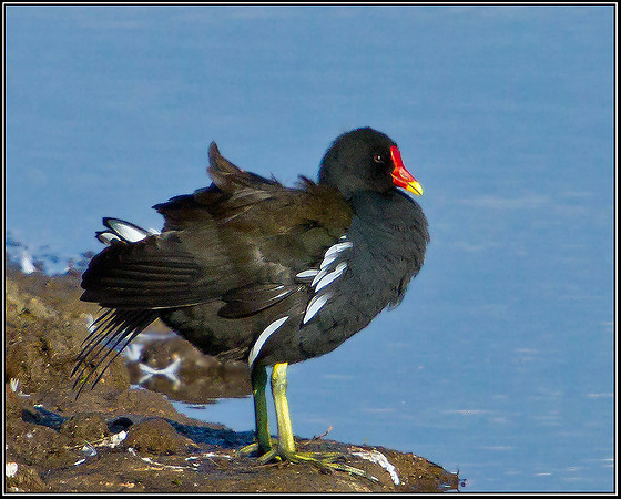 Moorhen, Upton Warren Flashes, 18 March 2012