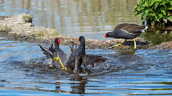 Common Moorhens - Gallinula chloropus, Slimbridge WWT, April 2019