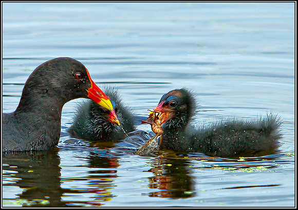 Moorhen with Chicks, Upton Warren Moors, 08 August 2012
