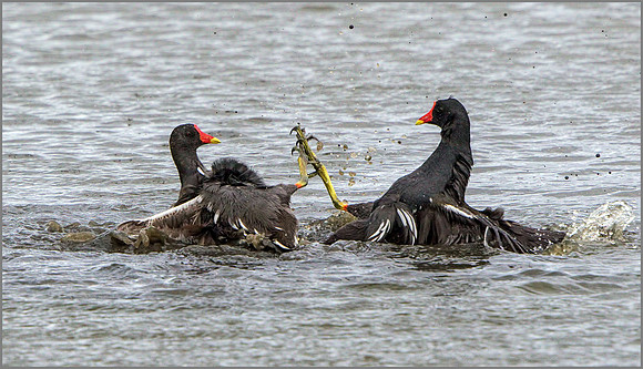 Moorhens (Gallinula chloropus).