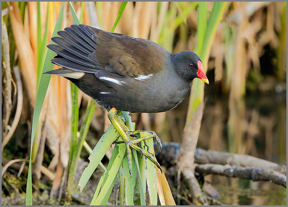 Common Moorhen (Gallinula chloropus), Upton Warren NR, October 2016