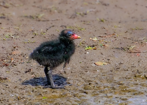 Common Moorhen - Gallinula chloropus, Upton Warren Flashes, April 2019