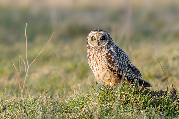 Short-eared Owl - Asio flammeus