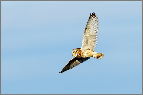 Short-eared Owl (Asio flammeus), Gloucestershire,  March 2016