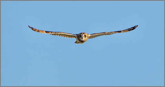 Short-eared Owl (Asio flammeus), Worcestershire, January 2016