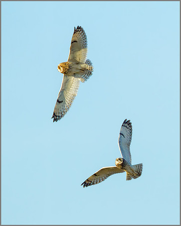 Short-eared Owls, Northamptonshire, 13 January 2012