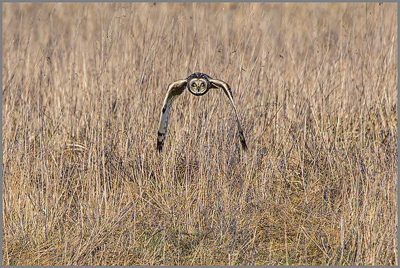 Short-eared Owl (Asio flammeus), February 2015