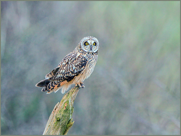 Short-eared Owl, (Asio flammeus), February 2015
