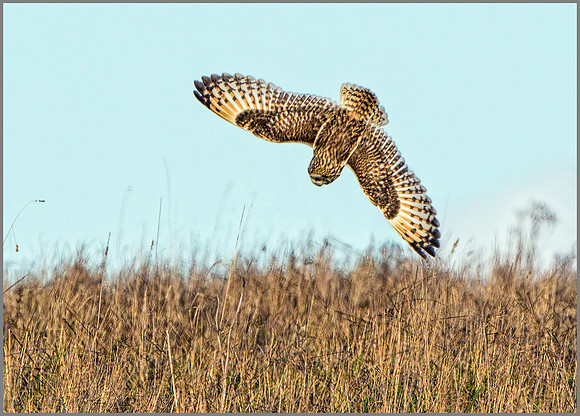 Short-eared Owl (Asio flammeus), Gloucestershire, February 2016