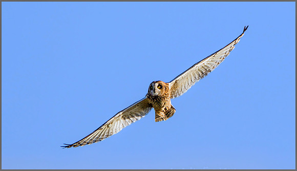 Short-eared Owl (Asio flammeus), Worcestershire, January 2016
