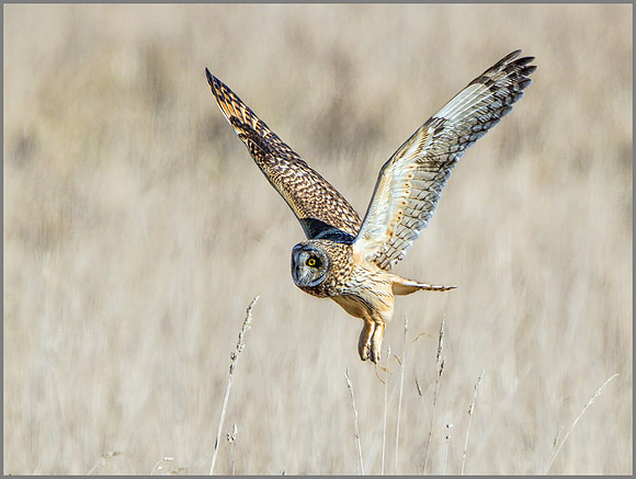 Short-eared Owl (Asio flammeus), February 2015