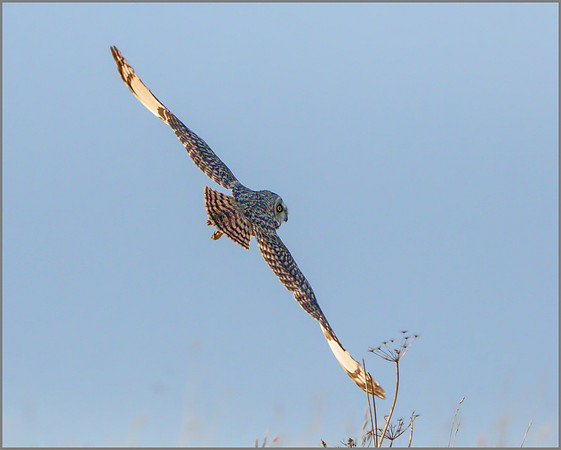 Short-eared Owl (Asio flammeus), Gloucestershire, December 2014