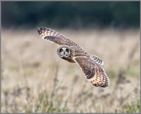 Short-eared Owl
