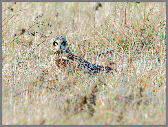 Short-eared Owl, Northamptonshire, 27 January 2012