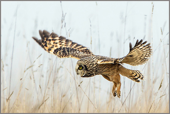 Short-eared Owl (Asio flammeus).