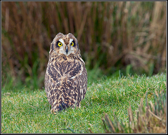 Short-eared Owl, Mid-Wales Falconry Centre, February 2009