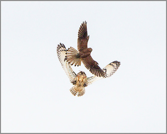 Short-eared Owl, (Asio flammeus), February 2015