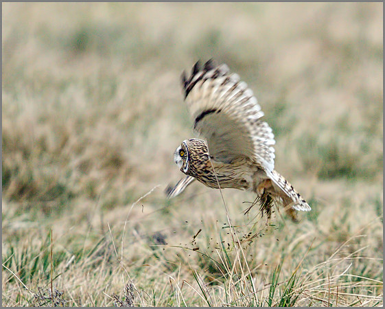 Missed! Short-eared Owl, Northamptonshire, 11 January 2012