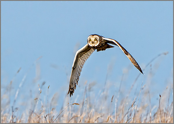 Short-eared Owl (Asio flammeus), Gloucestershire,  March 2016
