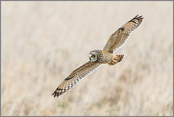 Short-eared Owl, (Asio flammeus), February 2015