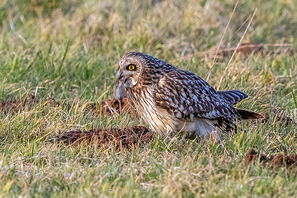 Short-eared Owl - Asio flammeus