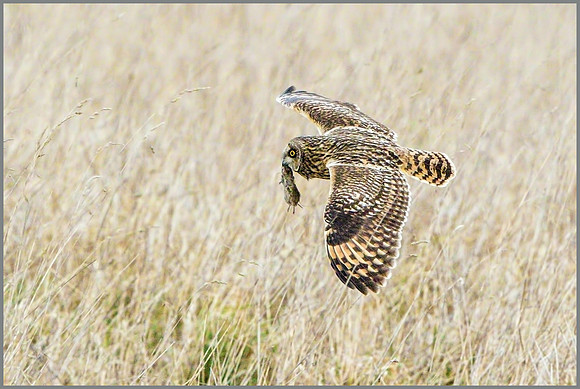 Short-eared Owl (Asio flammeus), February 2015
