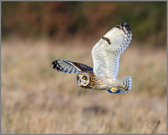 Short-eared Owl, Northamptonshire, 13 January 2012
