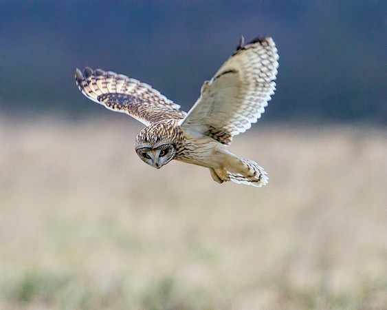 Short-eared Owl, Northamptonshire, 11 January 2012