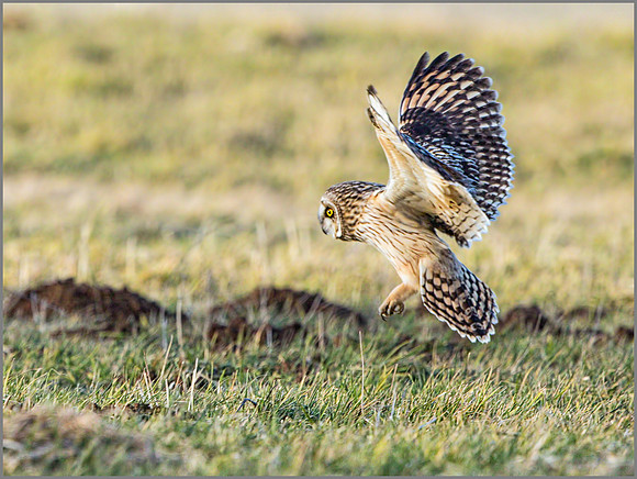 Short-eared Owl (Asio flammeus), February 2015
