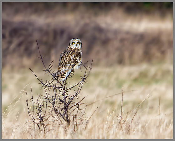 Short-eared Owl, Northamptonshire, 13 January 2012