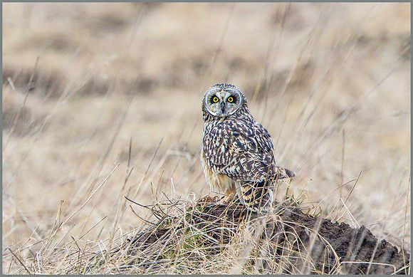Short-eared Owl, (Asio flammeus), February 2015