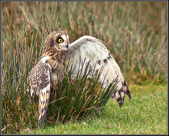 Short-eared Owl, Mid-Wales Falconry Centre, February 2009