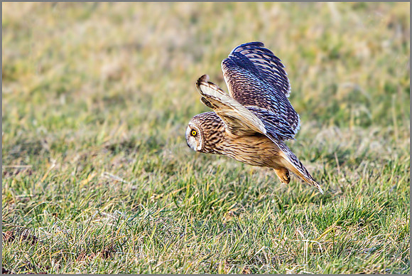 Short-eared Owl (Asio flammeus), February 2015