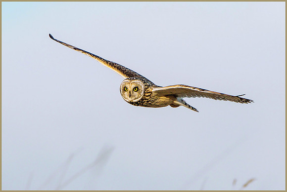 Short-eared Owl (Asio flammeus).