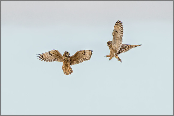 Short-eared Owls (Asio flammeus), February 2015