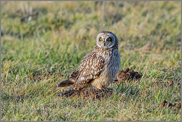 Short-eared Owl (Asio flammeus), February 2015