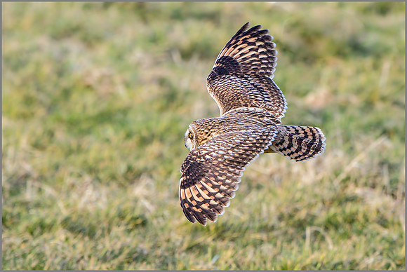 Short-eared Owl (Asio flammeus), February 2015