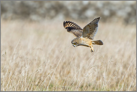 Short-eared Owl (Asio flammeus), February 2015