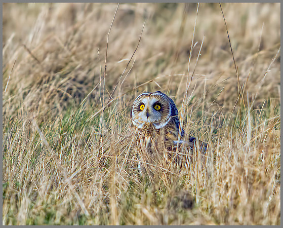 Short-eared Owl, Northamptonshire, 13 January 2012