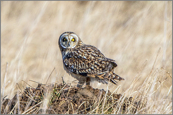 Short-eared Owl (Asio flammeus), February 2015
