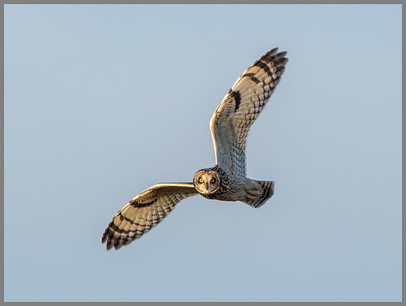 Short-eared Owl (Asio flammeus), Gloucestershire, December 2014